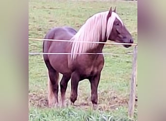 Południowoniemiecki koń zimnokrwisty, Wałach, 3 lat, 155 cm, Ciemnokasztanowata