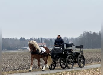 Południowoniemiecki koń zimnokrwisty, Wałach, 3 lat, 156 cm, Kasztanowata