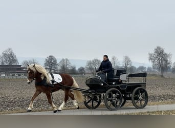 Południowoniemiecki koń zimnokrwisty, Wałach, 3 lat, 156 cm, Kasztanowata