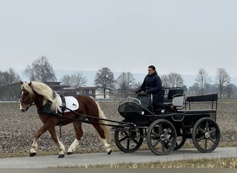 Południowoniemiecki koń zimnokrwisty, Wałach, 3 lat, 156 cm, Kasztanowata