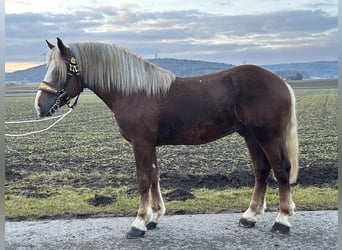 Południowoniemiecki koń zimnokrwisty, Wałach, 3 lat, 164 cm, Ciemnokasztanowata