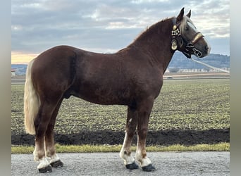 Południowoniemiecki koń zimnokrwisty, Wałach, 3 lat, 164 cm, Ciemnokasztanowata