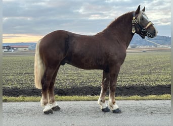 Południowoniemiecki koń zimnokrwisty, Wałach, 3 lat, 164 cm, Ciemnokasztanowata