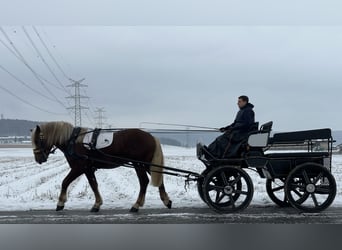 Południowoniemiecki koń zimnokrwisty, Wałach, 3 lat, 164 cm, Ciemnokasztanowata