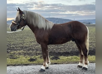 Południowoniemiecki koń zimnokrwisty, Wałach, 3 lat, 164 cm, Ciemnokasztanowata