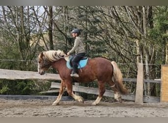Południowoniemiecki koń zimnokrwisty, Wałach, 3 lat, 166 cm, Ciemnokasztanowata
