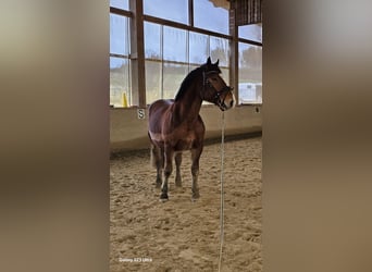 Południowoniemiecki koń zimnokrwisty, Wałach, 4 lat, 166 cm, Gniada
