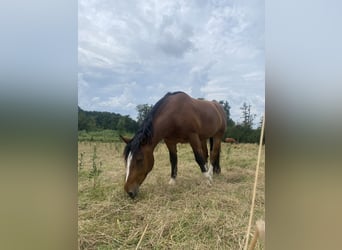 Południowoniemiecki koń zimnokrwisty, Wałach, 6 lat, 165 cm, Gniada