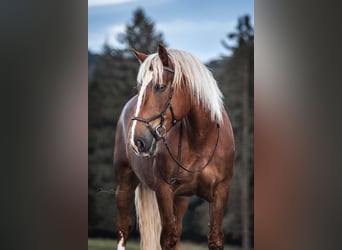 Południowoniemiecki koń zimnokrwisty, Wałach, 8 lat, 167 cm, Kasztanowata