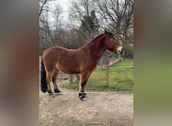 Południowoniemiecki koń zimnokrwisty Mix, Wałach, 9 lat, 165 cm, Gniada
