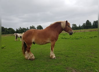 Południowoniemiecki koń zimnokrwisty, Wałach, 9 lat, 165 cm, Kasztanowata