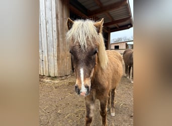Poney classique allemand, Étalon, 1 Année, 112 cm, Bai