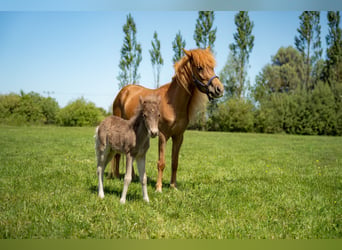 Poney classique allemand, Étalon, Poulain (01/2026), 110 cm, Bai brun