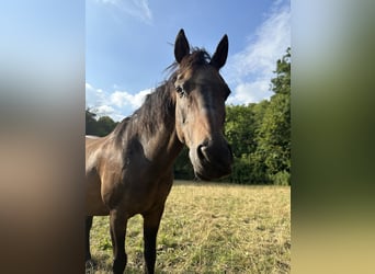 Poney classique allemand, Hongre, 23 Ans