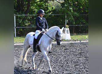 Poney classique allemand, Jument, 17 Ans, Gris pommelé