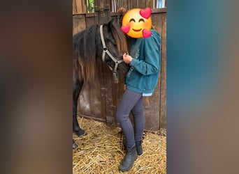 Poney classique allemand, Jument, 4 Ans, 109 cm, Bai brun foncé