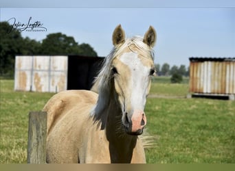 Poney classique allemand, Jument, 4 Ans, 147 cm, Palomino