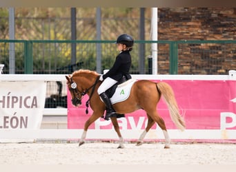 Poney classique, Étalon, 17 Ans, 104 cm, Alezan