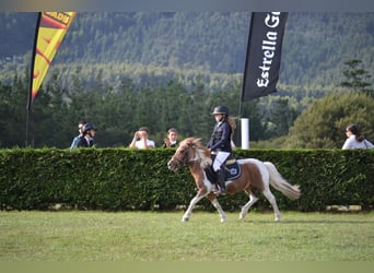 Poney classique, Étalon, 19 Ans, 107 cm, Pinto