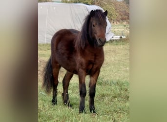 Poney classique, Étalon, 1 Année, 104 cm, Bai brun
