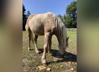 Poney classique, Étalon, 1 Année, 110 cm, Noir