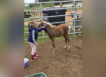 Poney classique, Étalon, 1 Année, 113 cm, Alezan brûlé