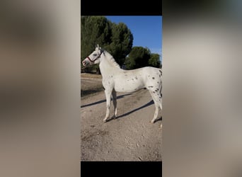 Poney classique, Étalon, 2 Ans, 137 cm, Léopard