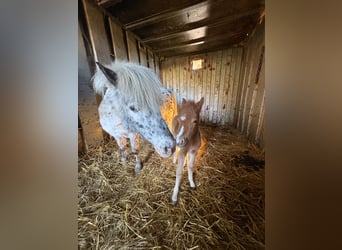 Poney classique Croisé, Étalon, Poulain (04/2026), 100 cm, Léopard