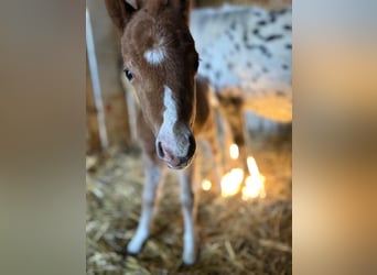Poney classique Croisé, Étalon, Poulain (04/2026), 100 cm, Léopard