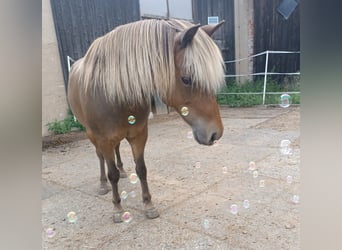 Poney classique, Hongre, 10 Ans, 106 cm, Alezan