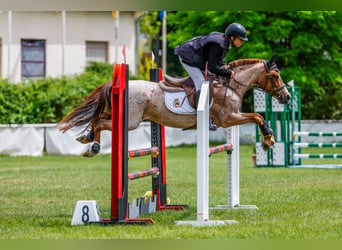 Poney classique, Hongre, 10 Ans, 138 cm, Rouan Rouge