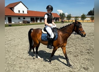 Poney classique, Hongre, 10 Ans, 140 cm, Bai