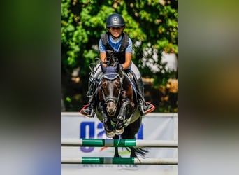 Poney classique, Hongre, 11 Ans, 128 cm, Noir