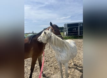 Poney classique, Hongre, 11 Ans, 130 cm, Cremello