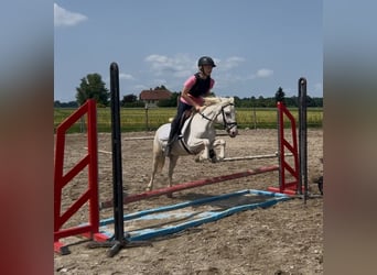 Poney classique, Hongre, 11 Ans, 130 cm, Cremello