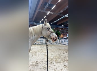 Poney classique, Hongre, 11 Ans, 130 cm, Cremello