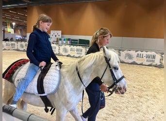 Poney classique, Hongre, 11 Ans, 130 cm, Cremello