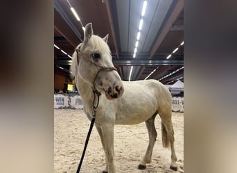 Poney classique, Hongre, 11 Ans, 130 cm, Cremello