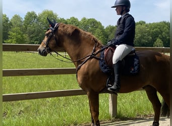 Poney classique, Hongre, 11 Ans, 149 cm, Alezan