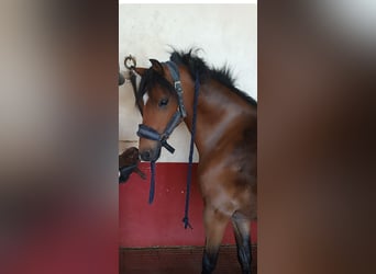 Poney classique, Hongre, 12 Ans, 127 cm, Bai cerise