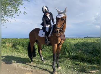 Poney classique, Hongre, 12 Ans