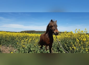 Poney classique Croisé, Hongre, 13 Ans, 112 cm, Alezan brûlé