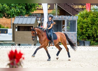 Poney classique, Hongre, 13 Ans, 148 cm, Bai brun