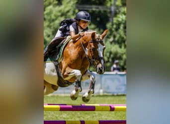 Poney classique, Hongre, 14 Ans, 130 cm, Pinto