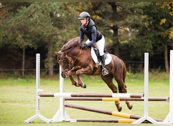 Poney classique, Hongre, 14 Ans, 143 cm, Alezan brûlé
