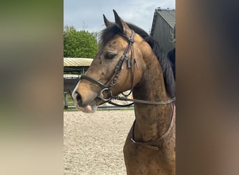 Poney classique, Hongre, 14 Ans, 148 cm, Isabelle