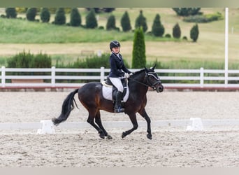 Poney classique, Hongre, 15 Ans, 135 cm, Bai brun
