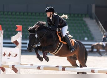 Poney classique, Hongre, 15 Ans, 135 cm, Bai brun