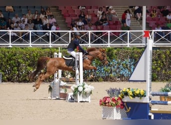 Poney classique, Hongre, 15 Ans, 140 cm, Alezan