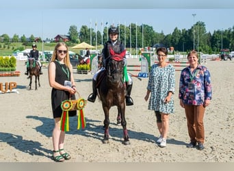 Poney classique, Hongre, 16 Ans, 135 cm, Bai brun